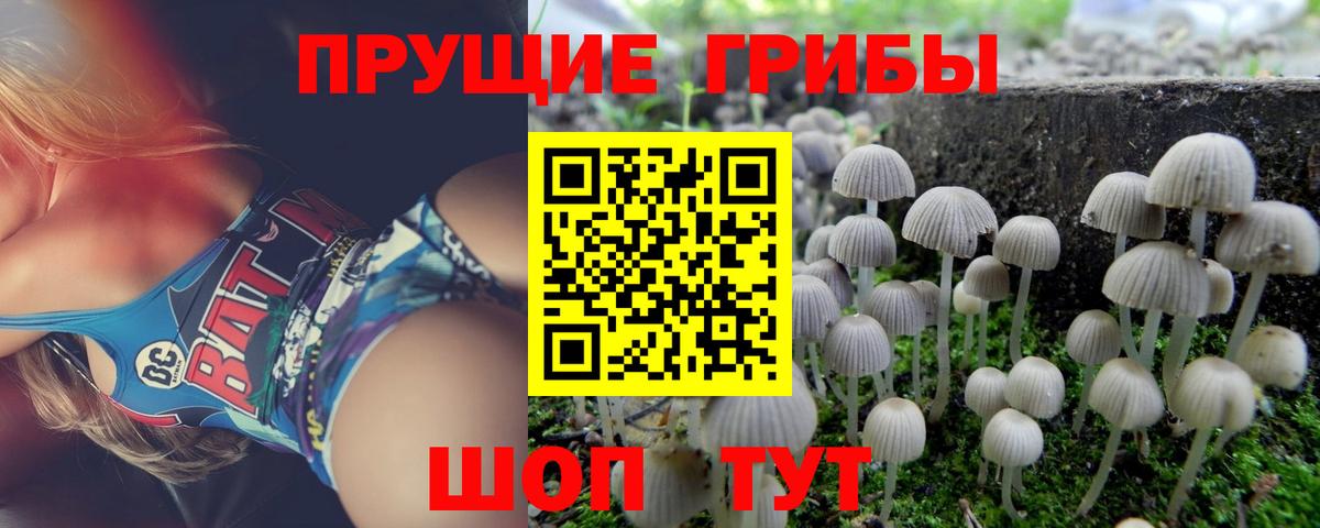 Беслан  Псилоцибиновые грибы Psilocybine cubensis  Вход с VPN 